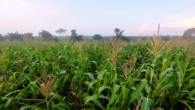 Landkauf in Uganda